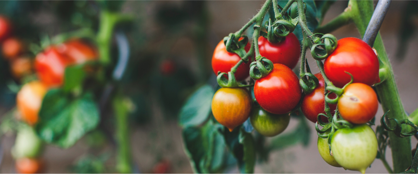 tomatoes