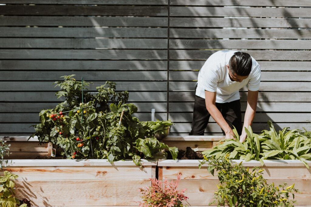 Young chef picking up fresh ingredients from a vegetable garden.