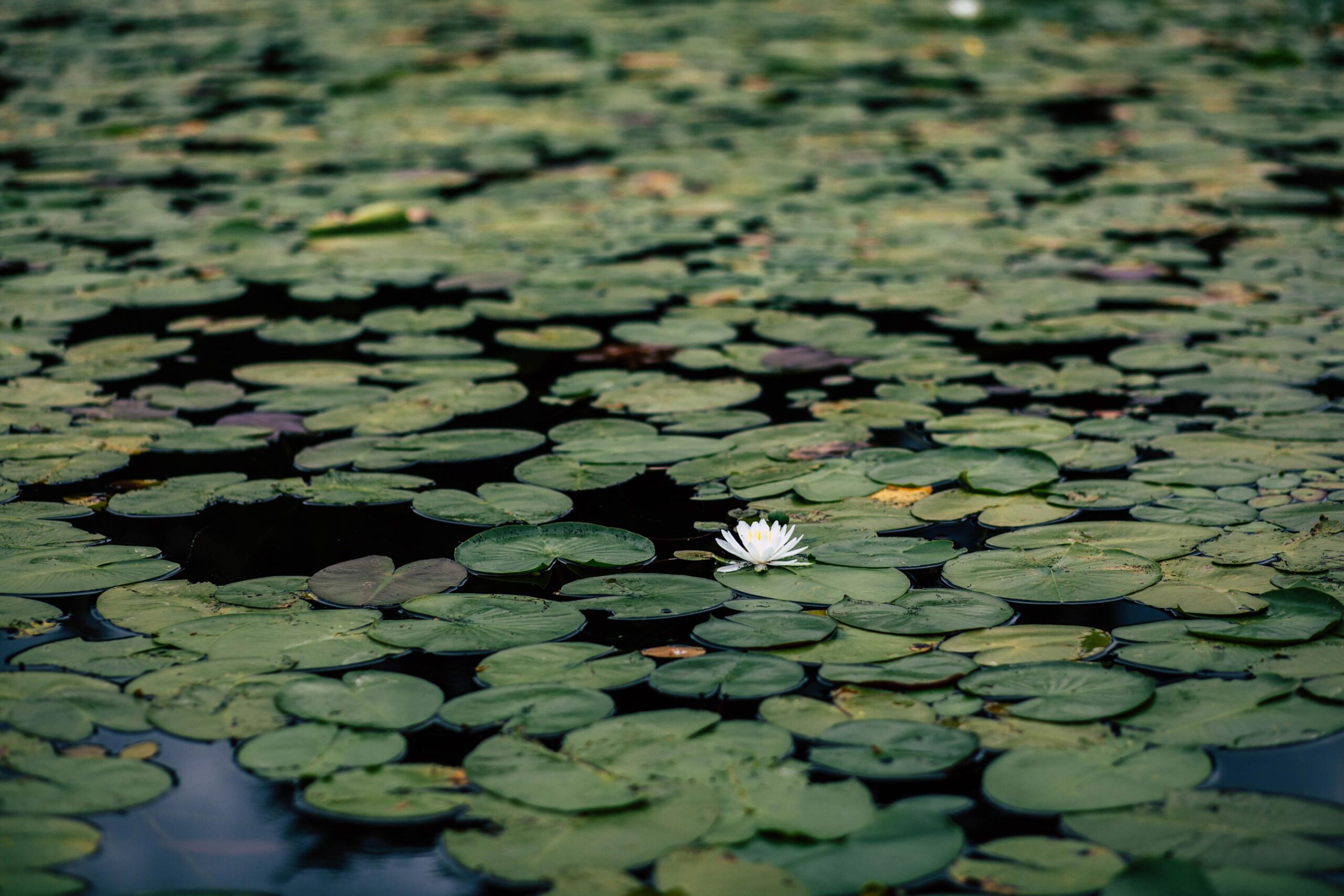 ochil-hills-lily-pads-on-pond