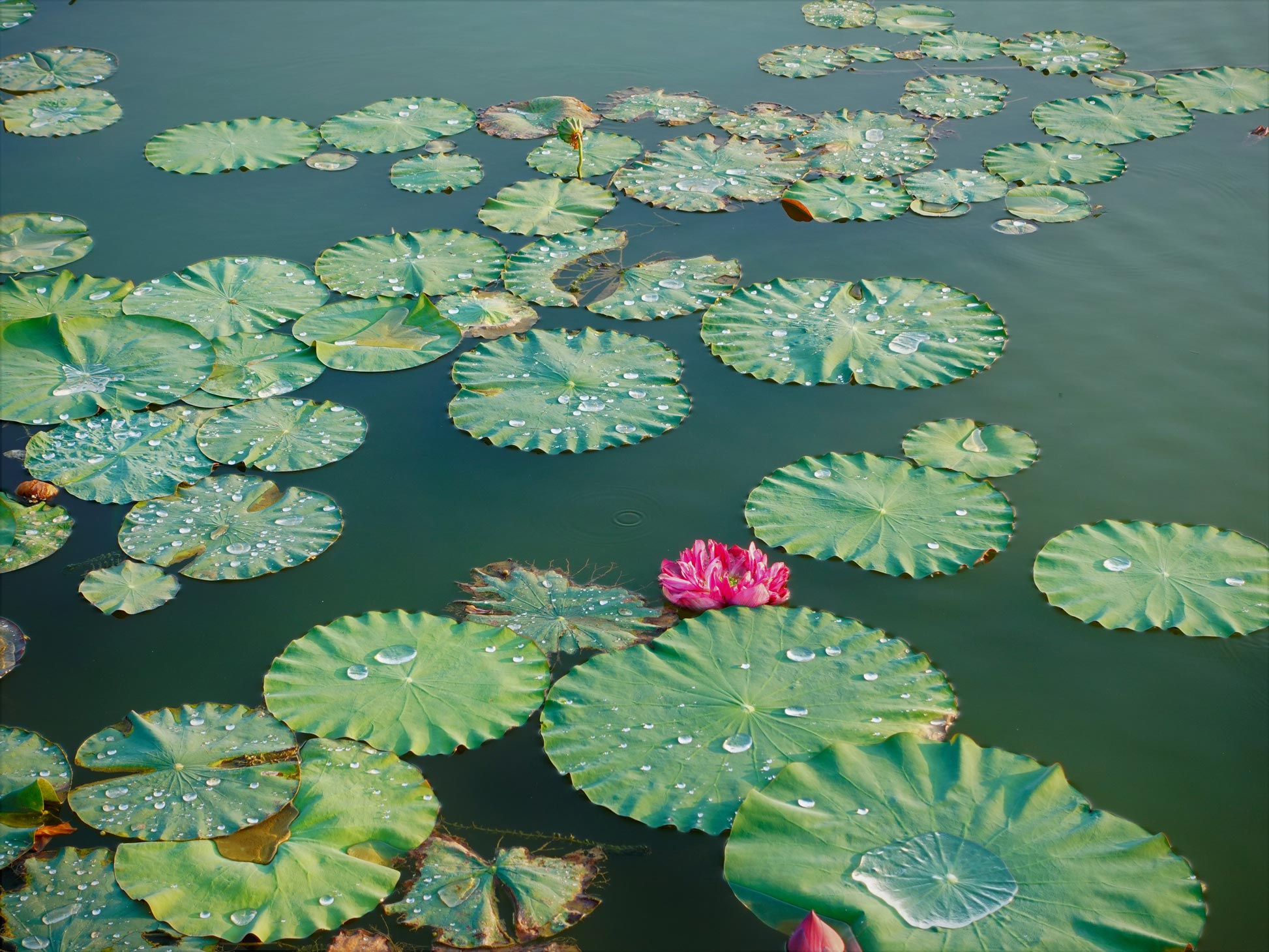 ochil-hills-lily-pads-on-pond-with-flowers