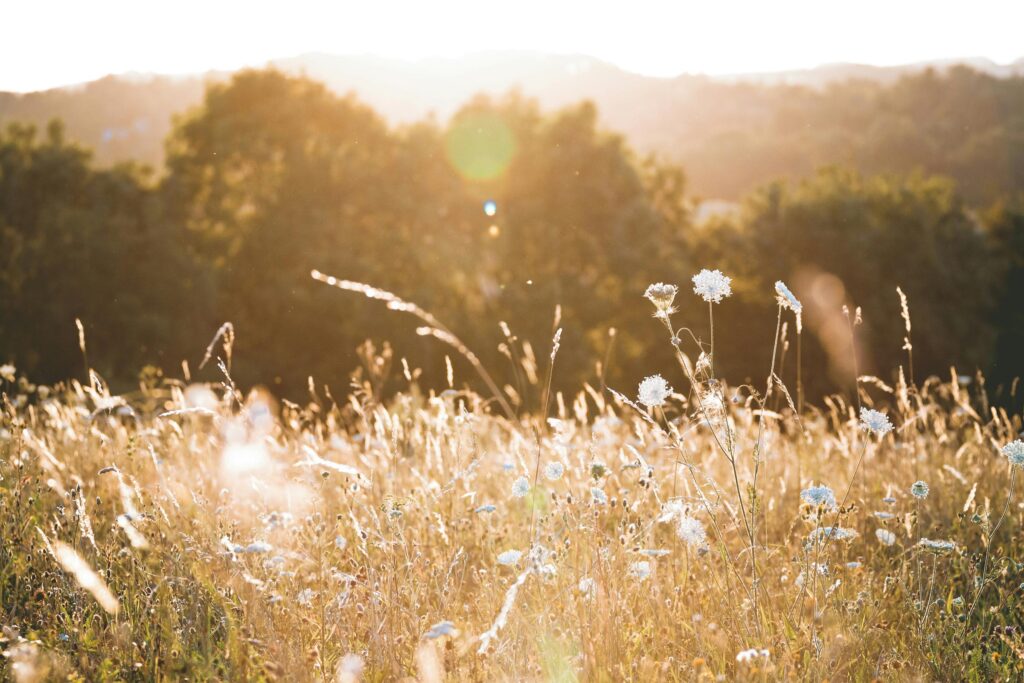 Summery meadow at sunset.