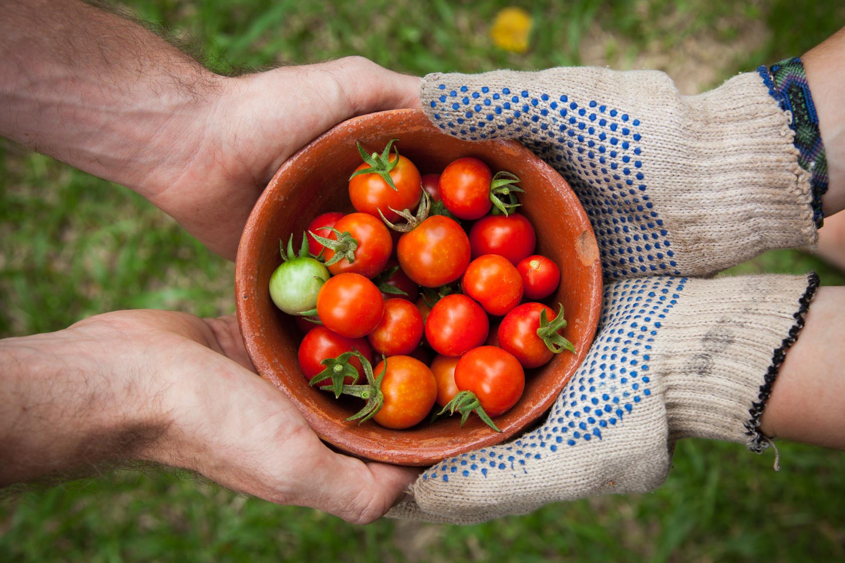 ochil-hills-people-holding-a-pot-of-tomatoes