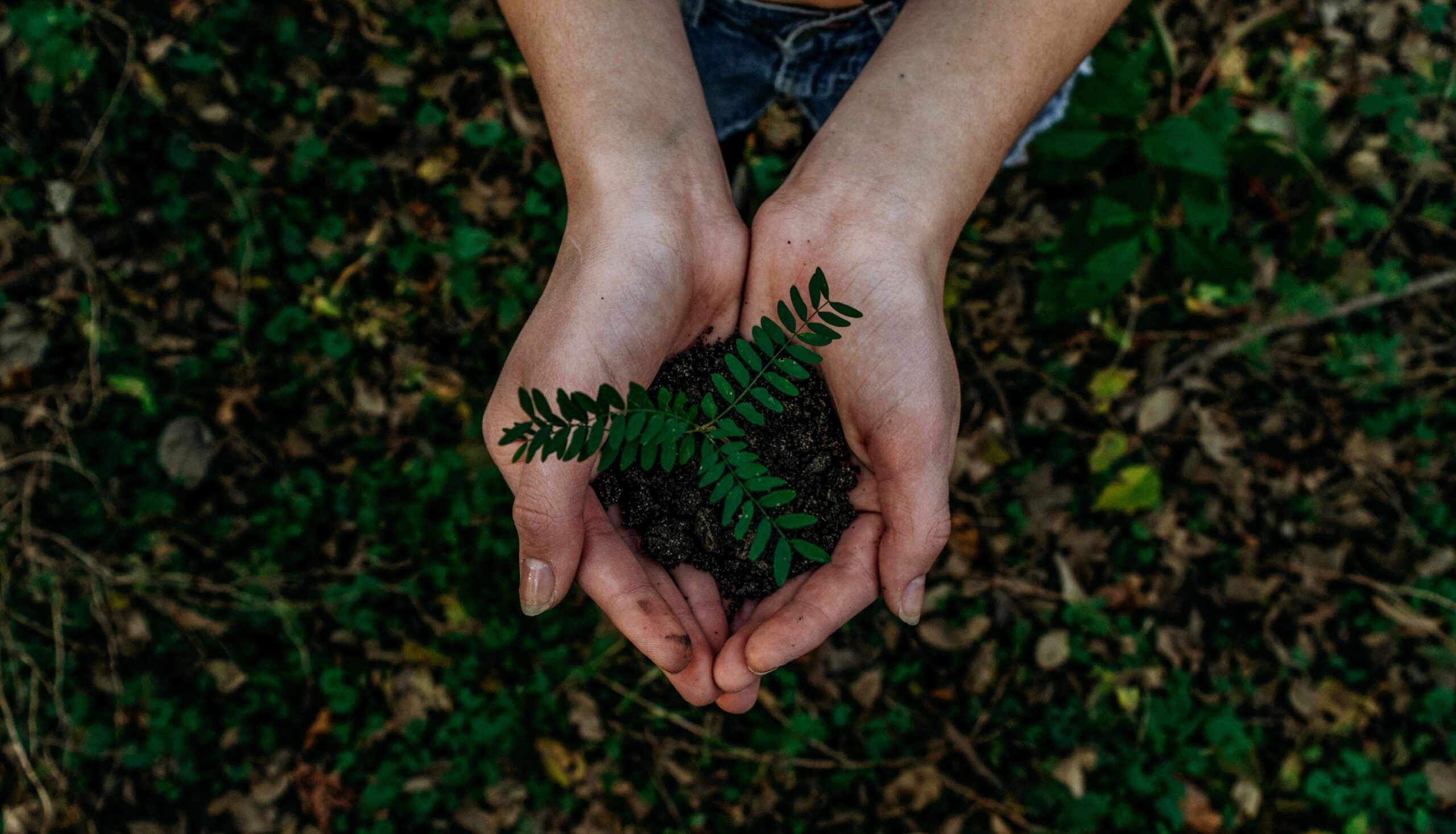ochil-hills-women-holidng-a-plant-in-palm