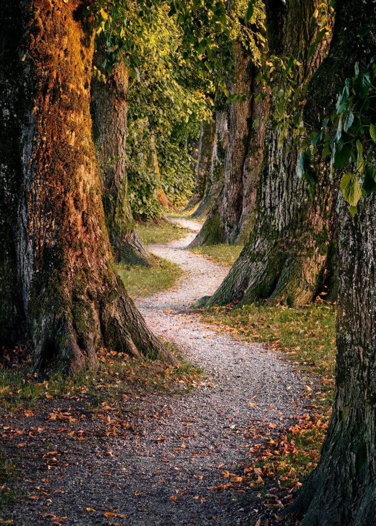 winding path through woodland
