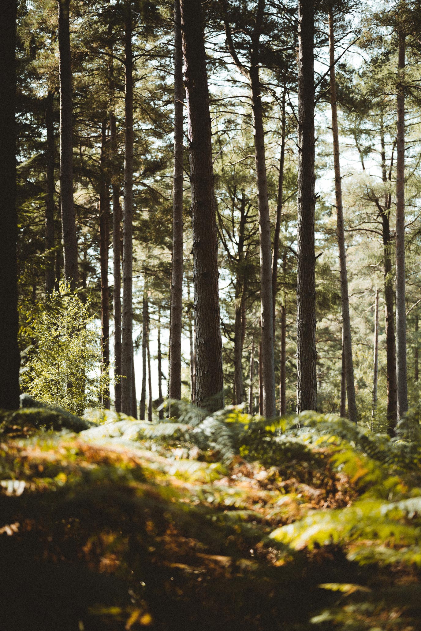 ochil-hills-woodland